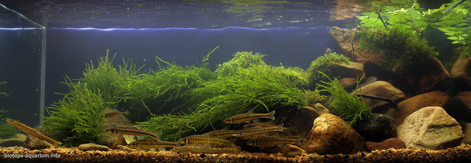 Nature And Its Embodiment In The Biotope Aquaria Realities And Misconceptions Biotope Aquarium