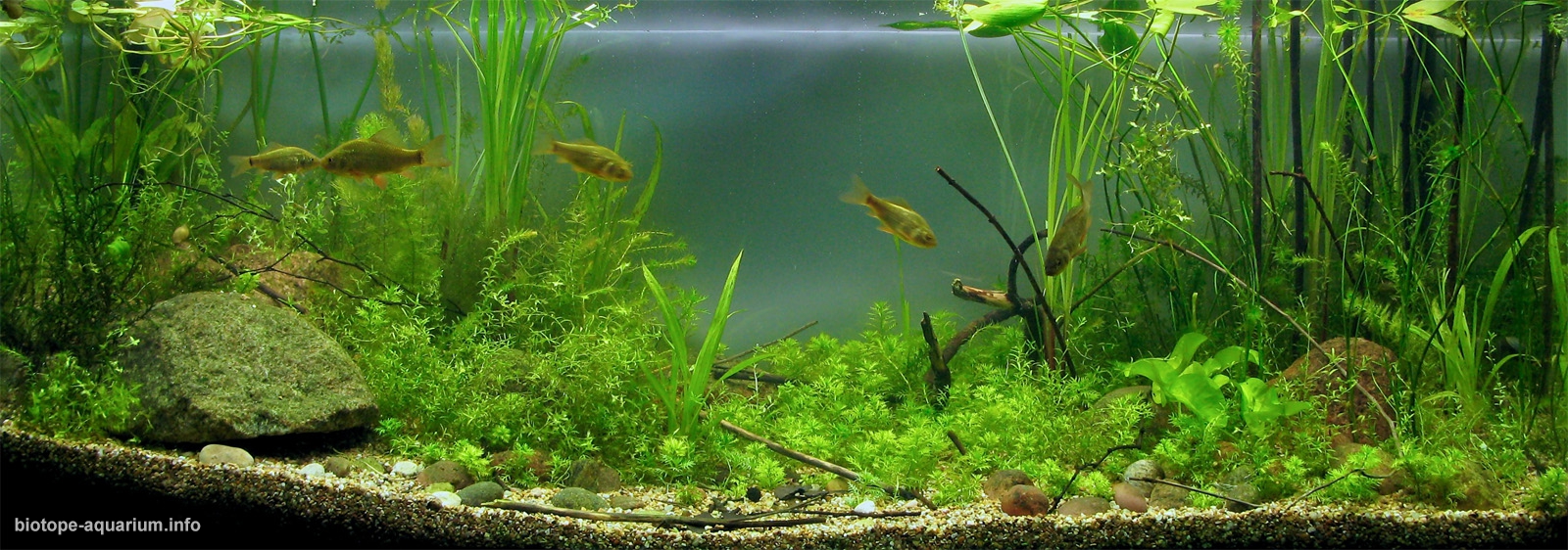 nuphar lutea aquarium