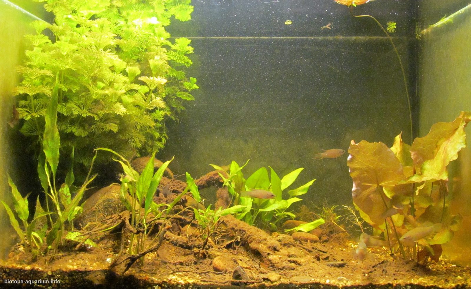 Small pond in Indochina, 100 l – Biotope Aquarium