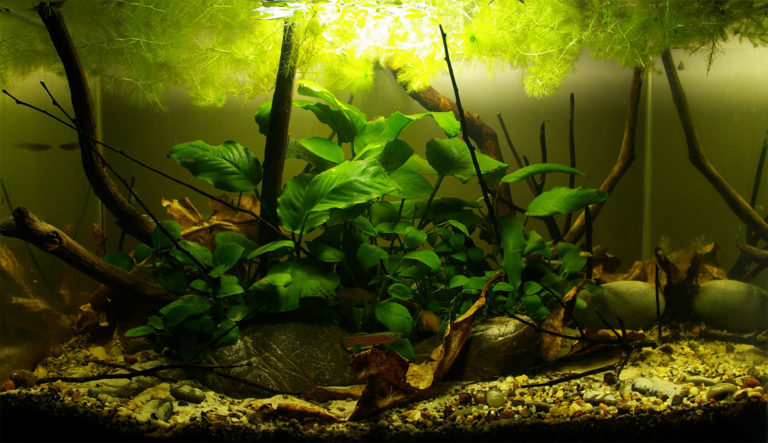 Forest Stream In Cameroon, 45 L – Biotope Aquarium