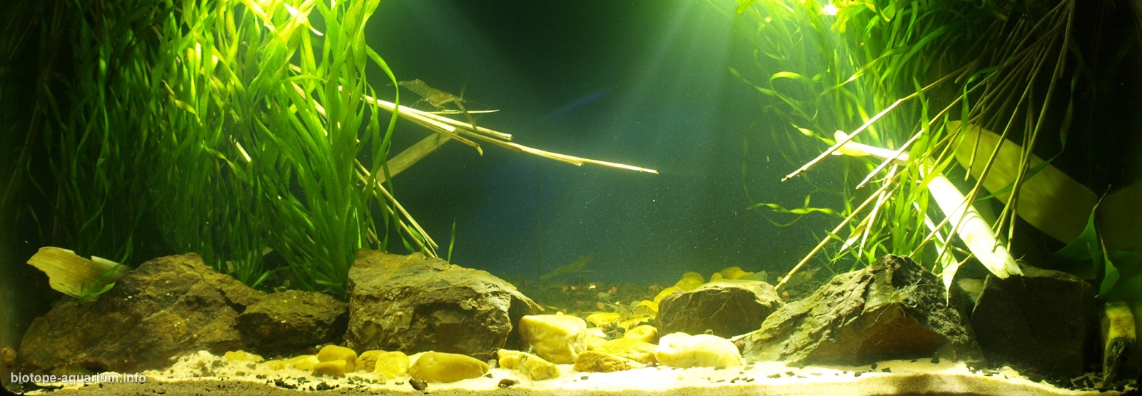 Micro Planted Tank - Biotope One