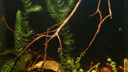 042_biotope-aquarium_na-5-1