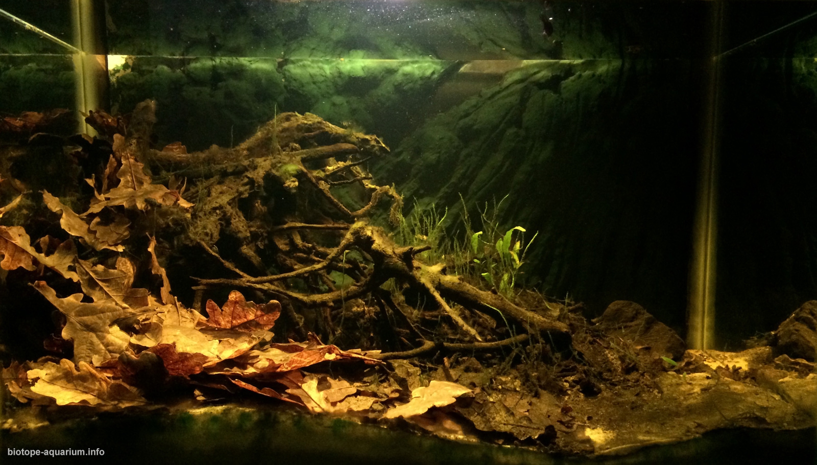 Chao Phraya river, flooded forests, 64 L – Biotope Aquarium