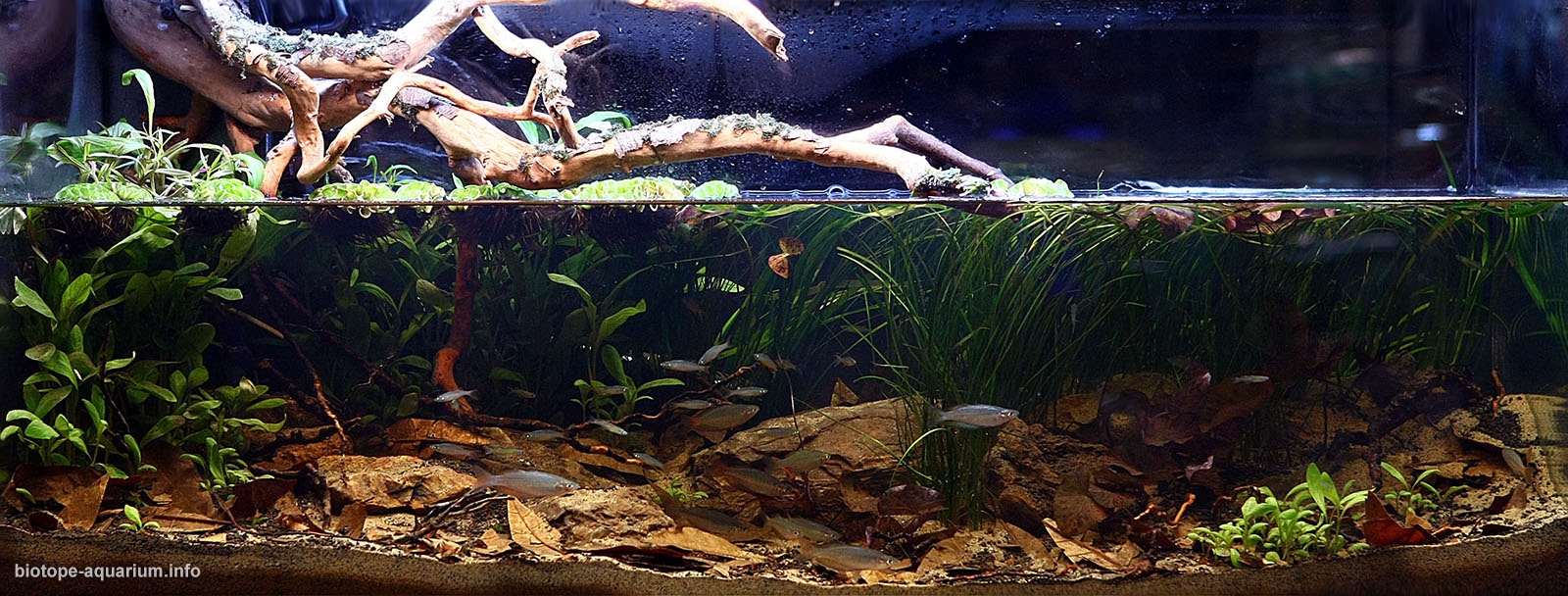 1600-Biotope-aquarium-design-contest-2014-AO