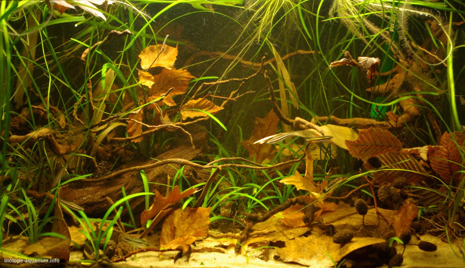 amazon river underwater plants