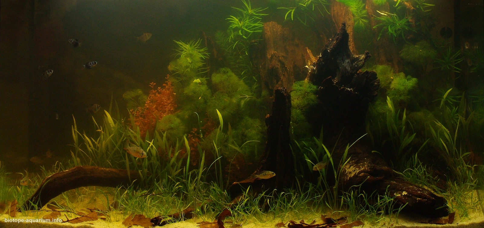 Biotope-aquarium-design-contest-2015-1