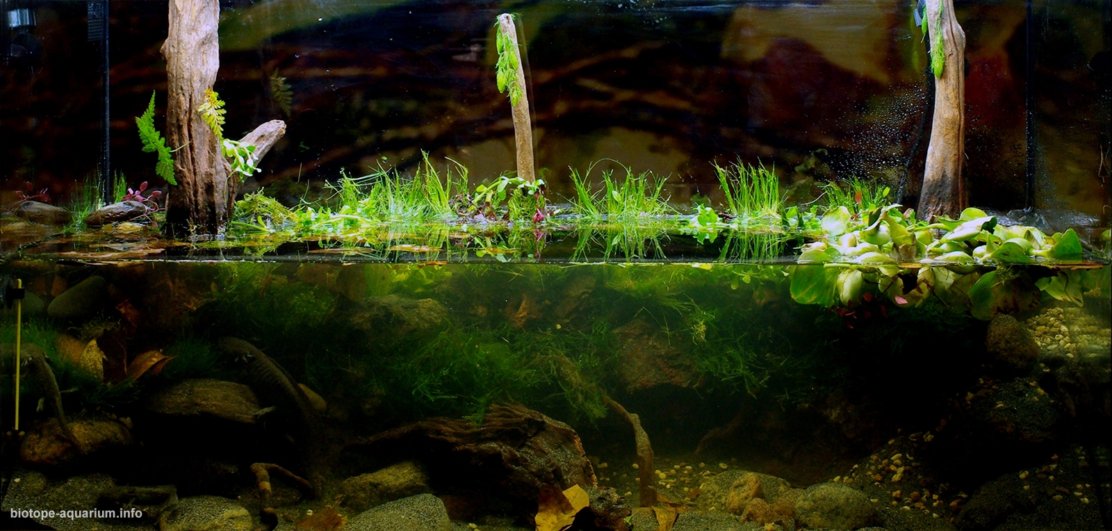 axolotl aquarium setup