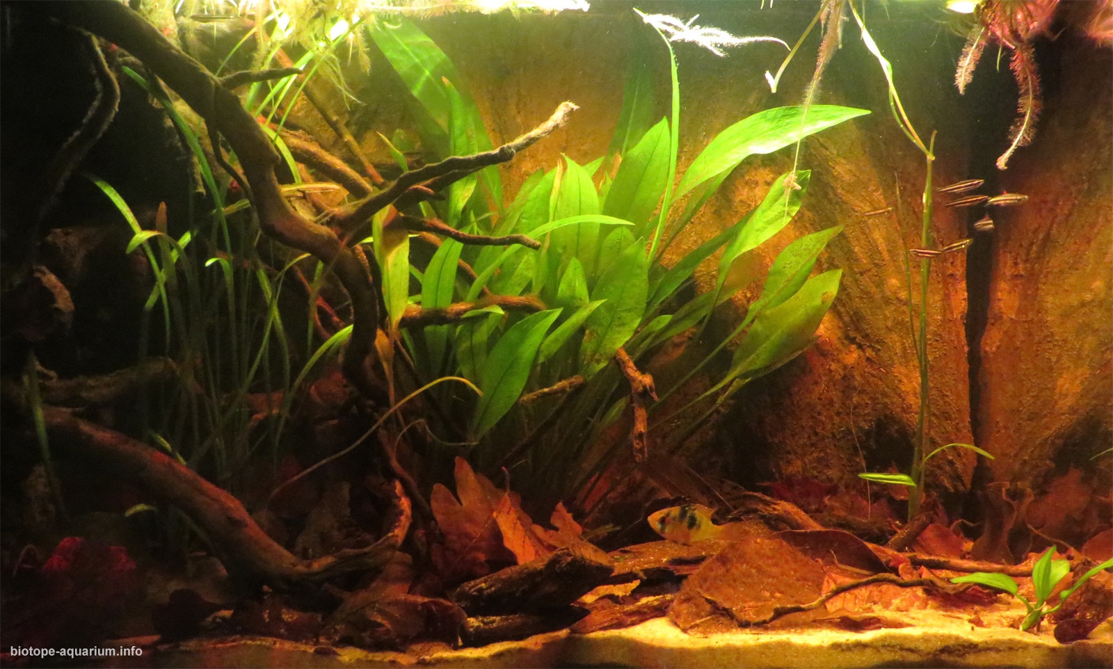 Blackwater Amazon river biotope, 70 L • Biotope Aquarium