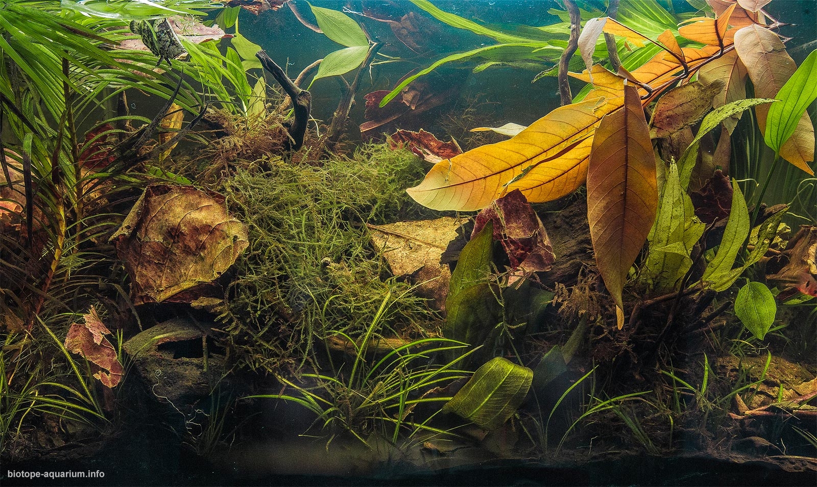 amazon river water plants