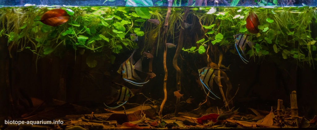 Otos in a New Flow Tank, Peat Substrate 