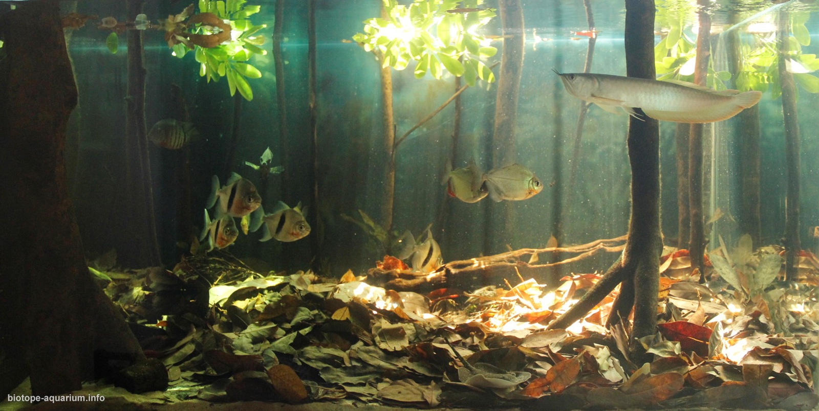 amazon river aquarium fish