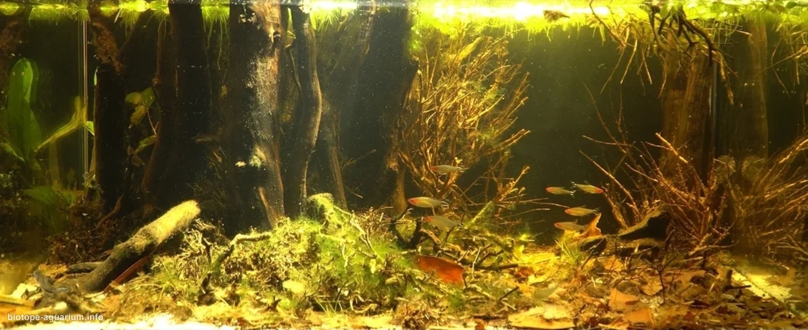 Floresta Nacional de Tefé (Flona de Tefé), 135 L – Biotope Aquarium