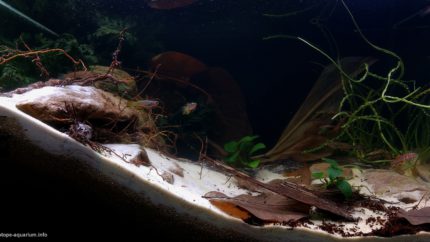 Little_creek_of_West_Africa_with_killifish_1