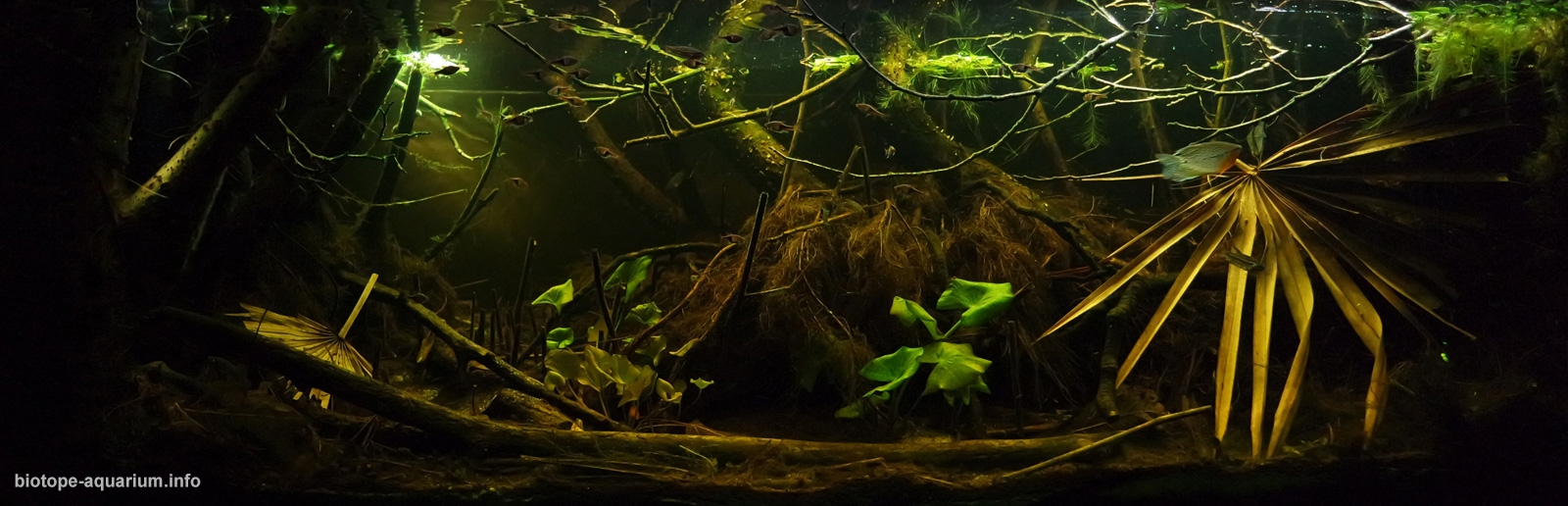 Peat swamp forest stream, Sungai Tua, Selangor, Malaysia – BAP