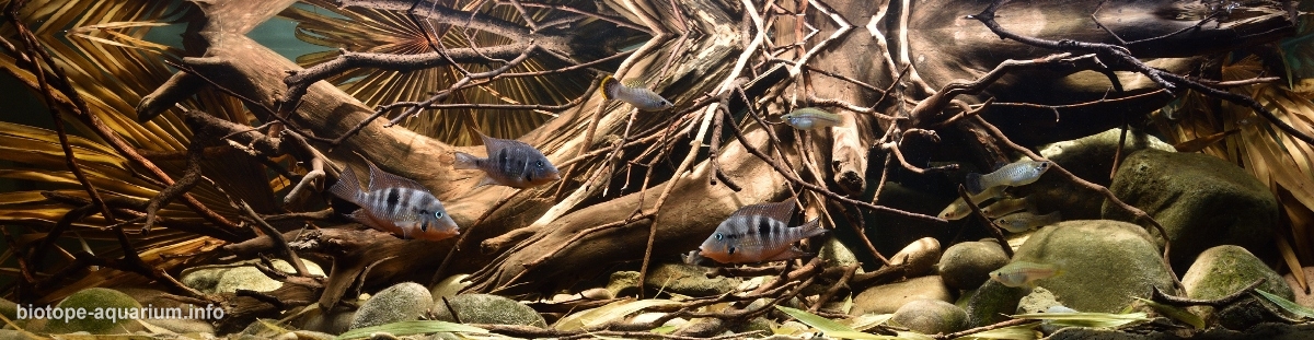 biotope cichlid