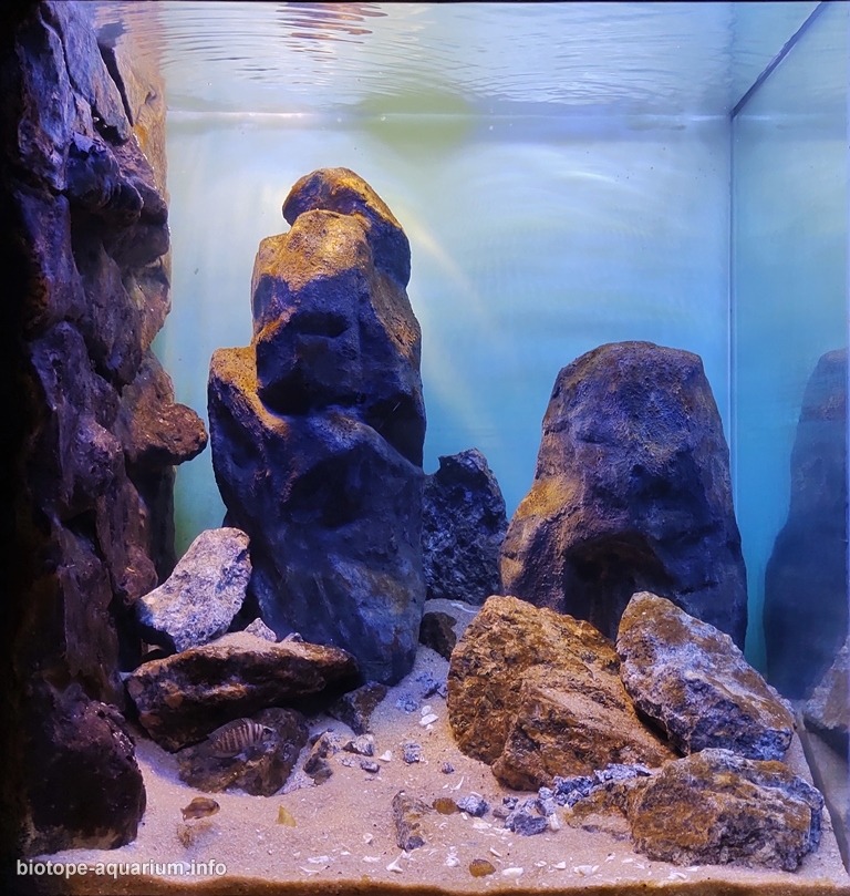 rock aquarium setup