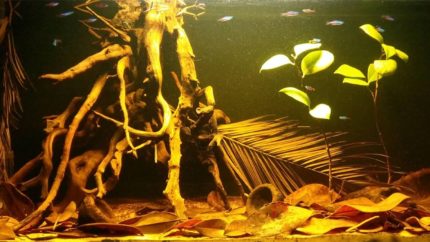 Shallow_blackwater_habitat_in_the_middle_Rio_Negro_1