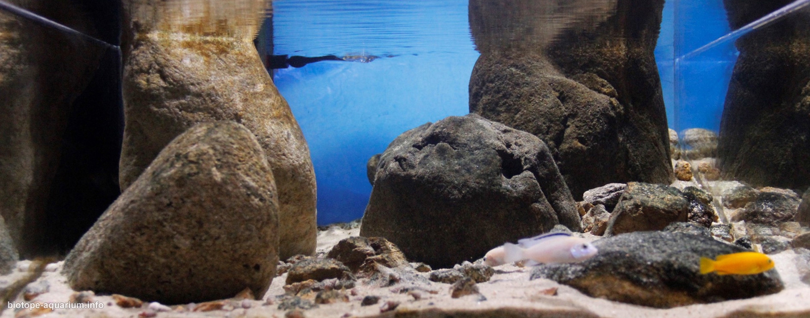 lake malawi plants