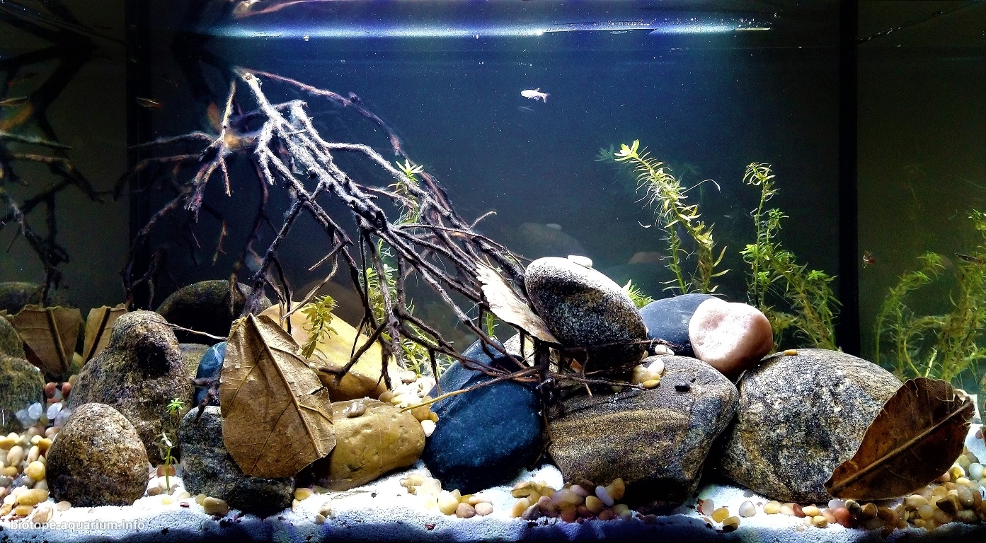 Slow moving coastal stream, Hongding Mountain, Qiongzhong County, Hainan  Island, 38 L – Biotope Aquarium