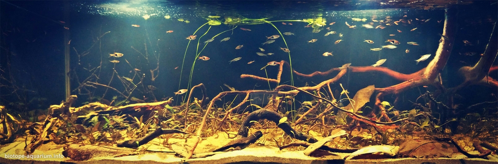 Peat swamp forest, Johor, Malaysia, 32 L – Biotope Aquarium