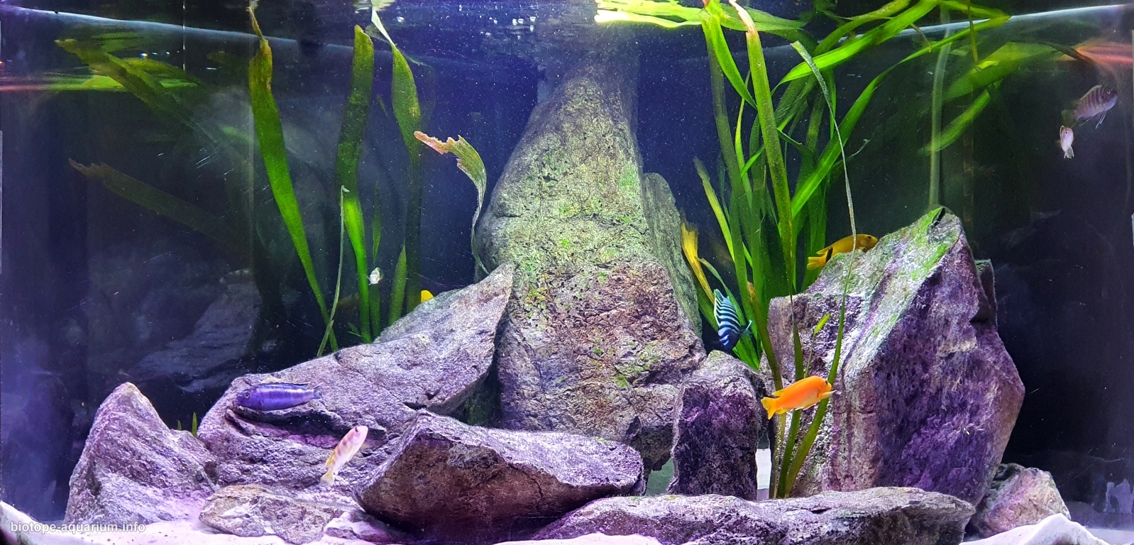 rock aquarium setup