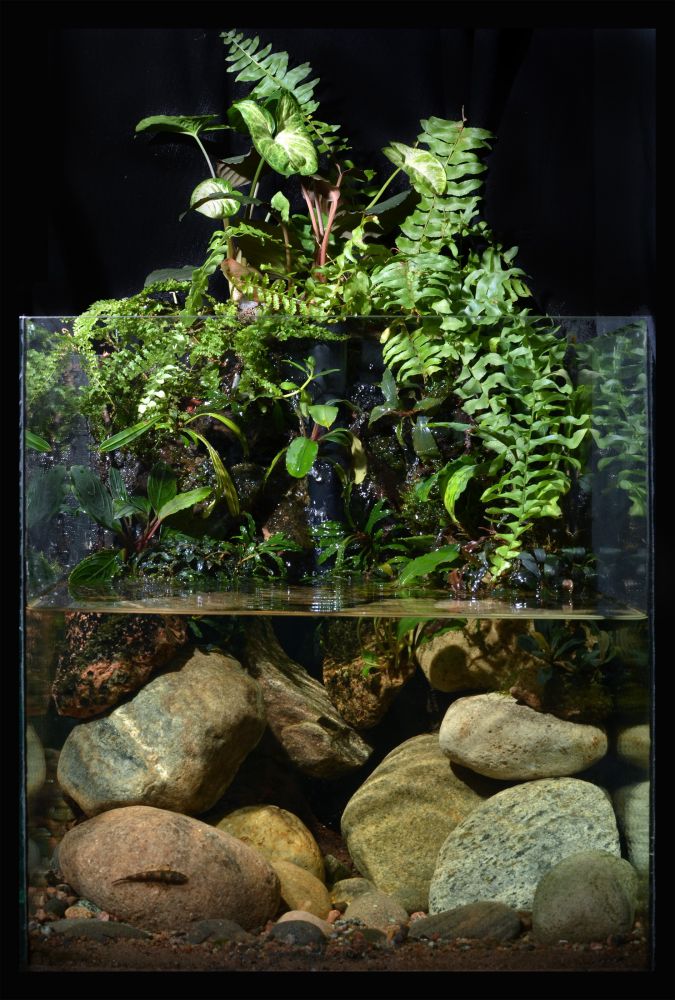 biotope-aquarium-c2013_71-1_0