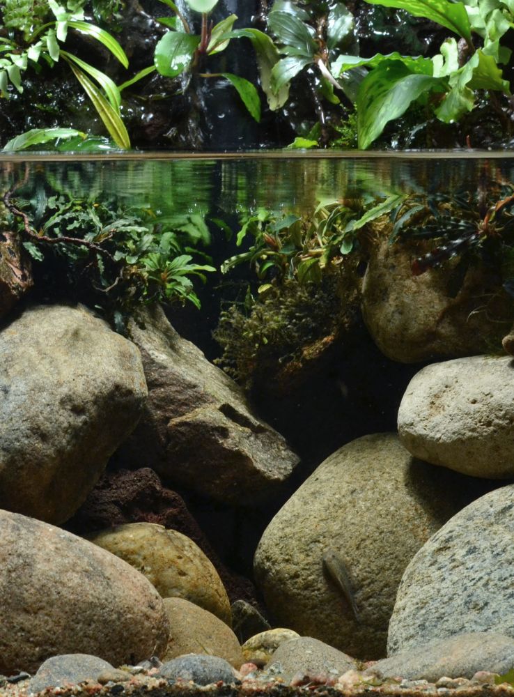 biotope-aquarium-c2013_71-3_0