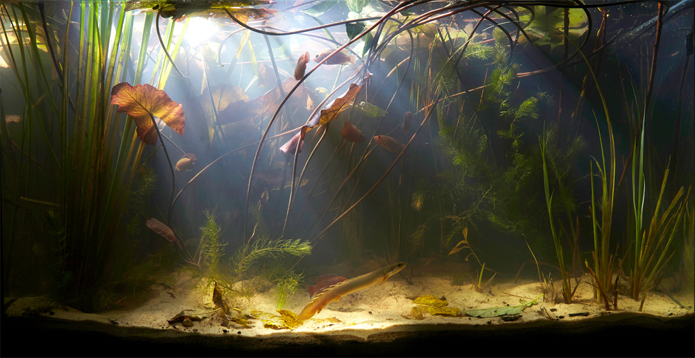 biotope-aquarium-c2013_88-1