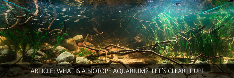 biotope-aquarium-en