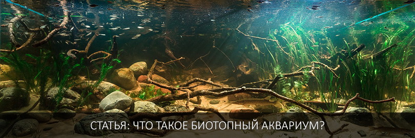 biotope-aquarium-ru