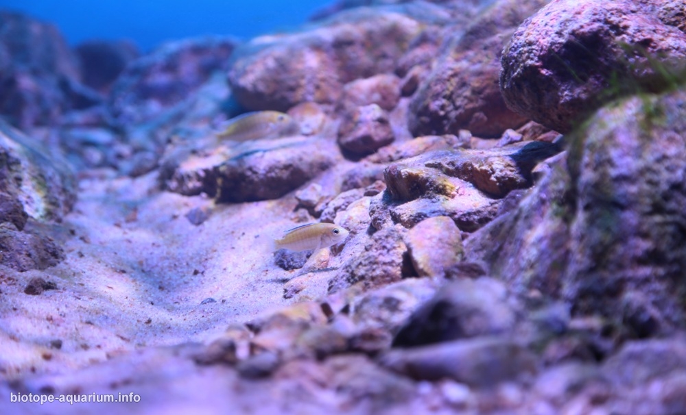 Likoma Island S Rocky Habitat Southeast Of Lake Malawi Mozambique Waters 140 L Biotope Aquarium