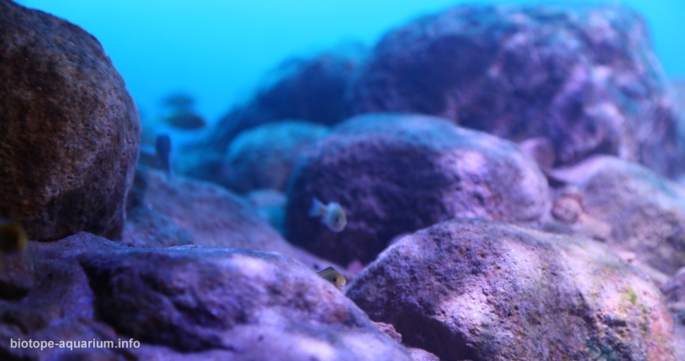 Likoma Island S Rocky Habitat Southeast Of Lake Malawi Mozambique Waters 140 L Biotope Aquarium