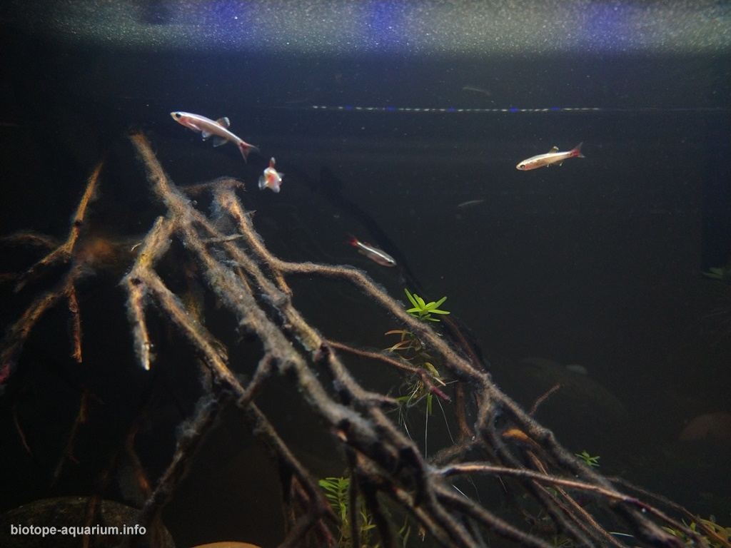 How to set up a White Cloud biotope - Practical Fishkeeping