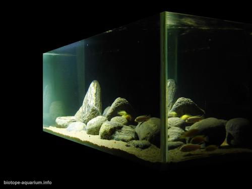 043_biotope-aquarium_a-7-2