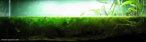 048_biotope-aquarium_e-11-1
