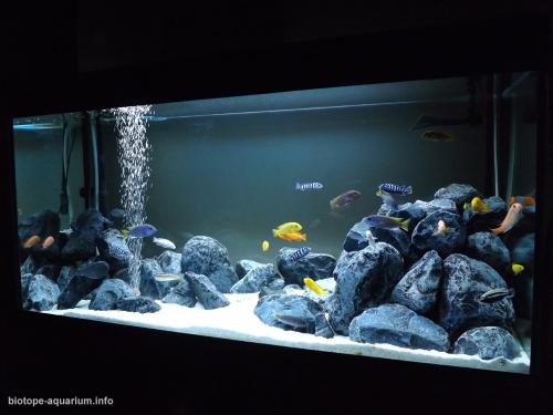 049_biotope-aquarium_a-1-4