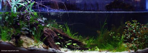 Biotope-aquarium-contest-1600-Ichetucknee