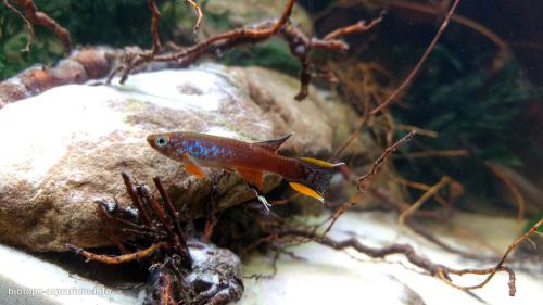 Little_creek_of_West_Africa_with_killifish_6