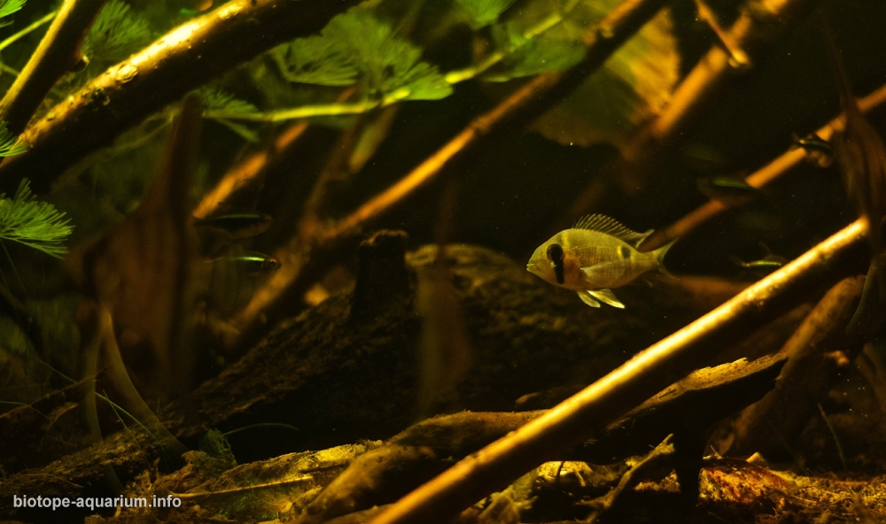 Amazonas Manaus Brazil Rio Negro River blackwater biotope 225 L