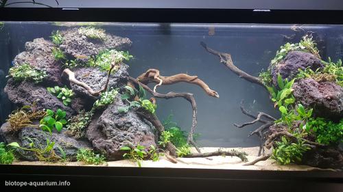 Brunei River, 208 L – Biotope Aquarium