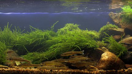 004_biotope-aquarium_e-1-1