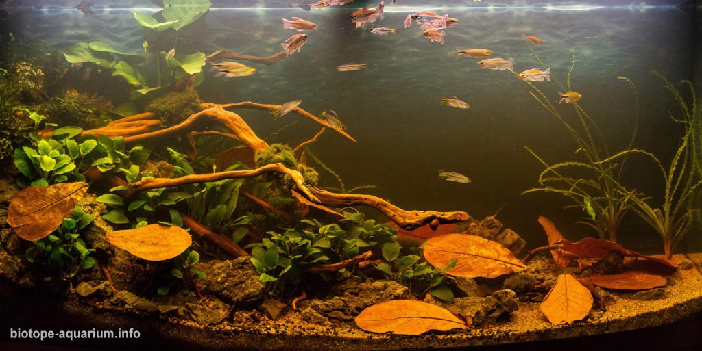 https://biotope-aquarium.info/wp-content/uploads/014_biotope-aquarium_a-6-1-1024x513.jpg