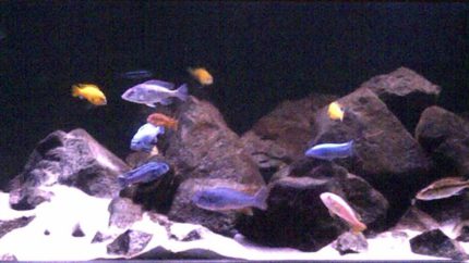 015_biotope-aquarium_a-5-1