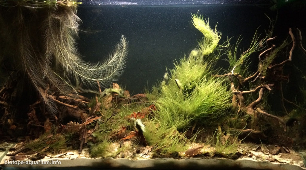 Rio Abacaxis, shore of the lake Lago Glemende, 300 L – Biotope Aquarium