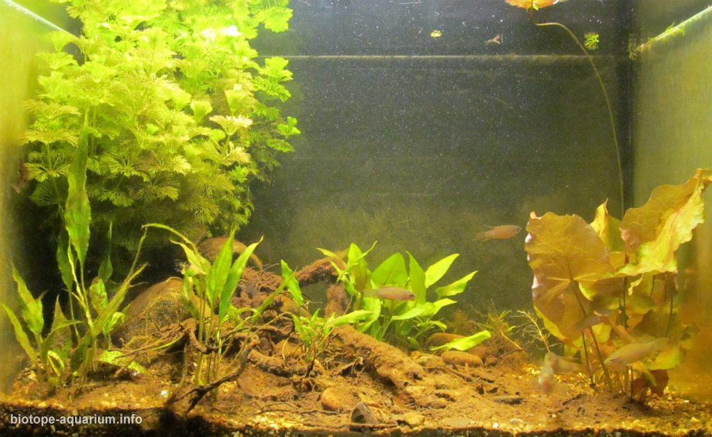 Small pond in Indochina, 100 l – Biotope Aquarium