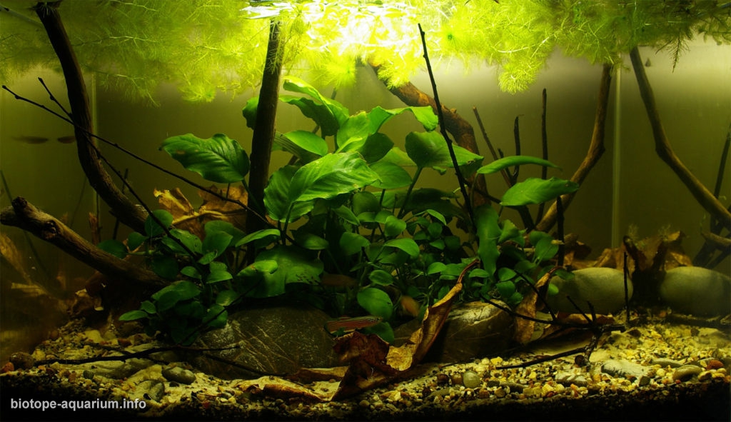 Forest stream in Cameroon, 45 l – Biotope Aquarium