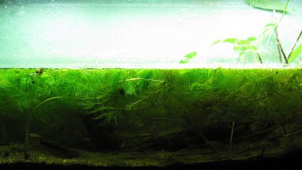 048_biotope-aquarium_e-11-1