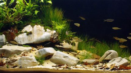 Biotope-aquarium-contest-1600-Chalakudy