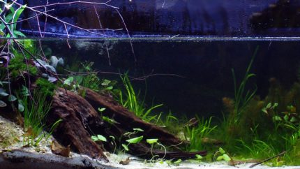 Biotope-aquarium-contest-1600-Ichetucknee