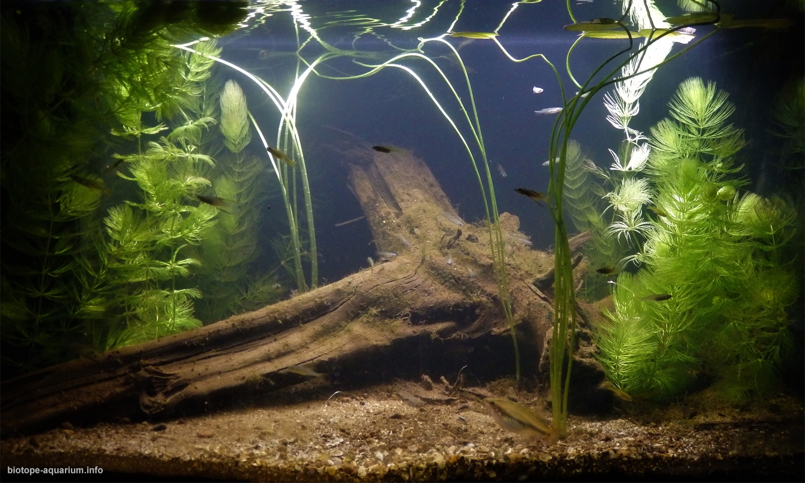 Planted area. Валлиснерия biotope. Заросший аквариум. Аквариум заросший водорослями. Биотопный аквариум фильтрация.